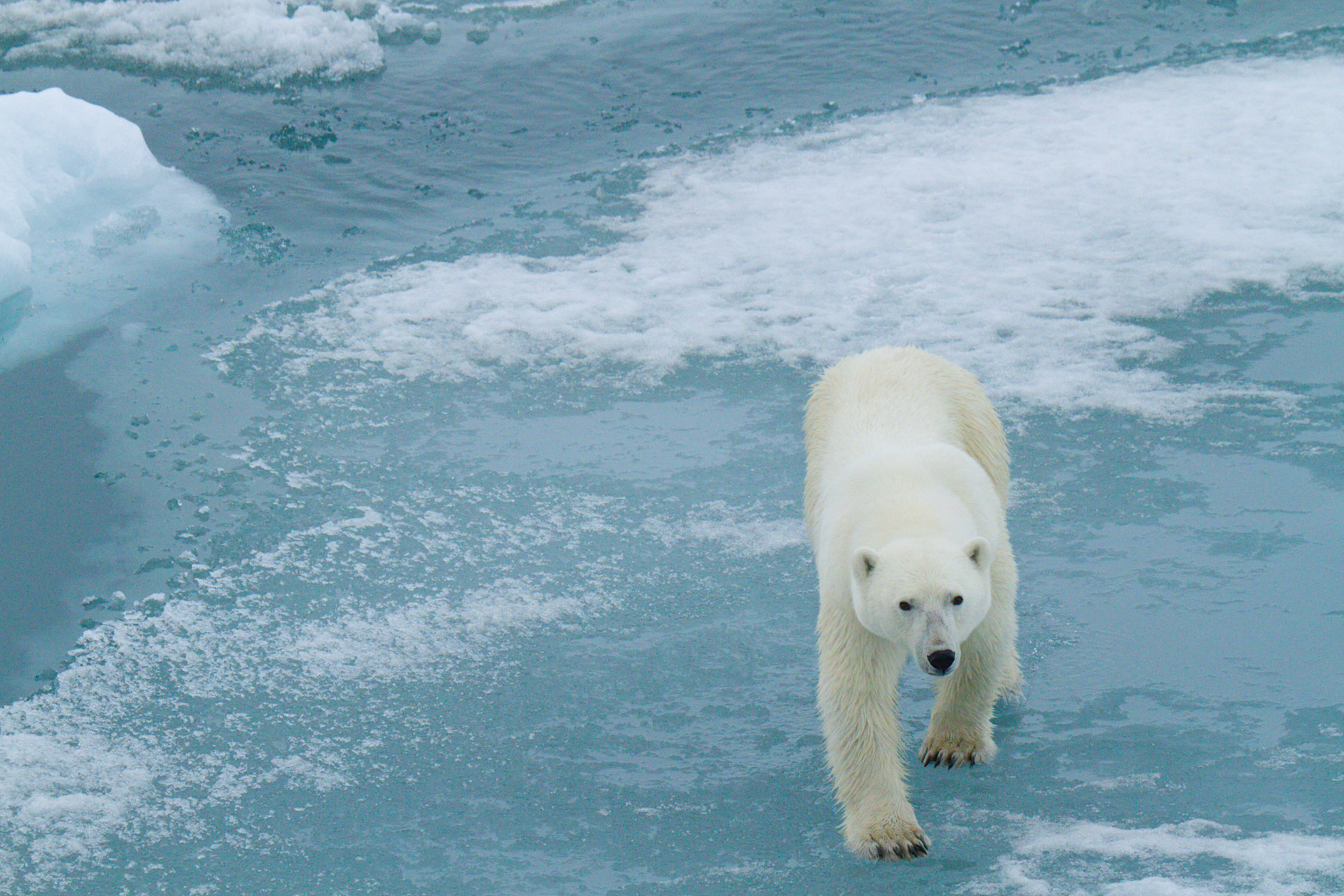 Polar bear on melting ice