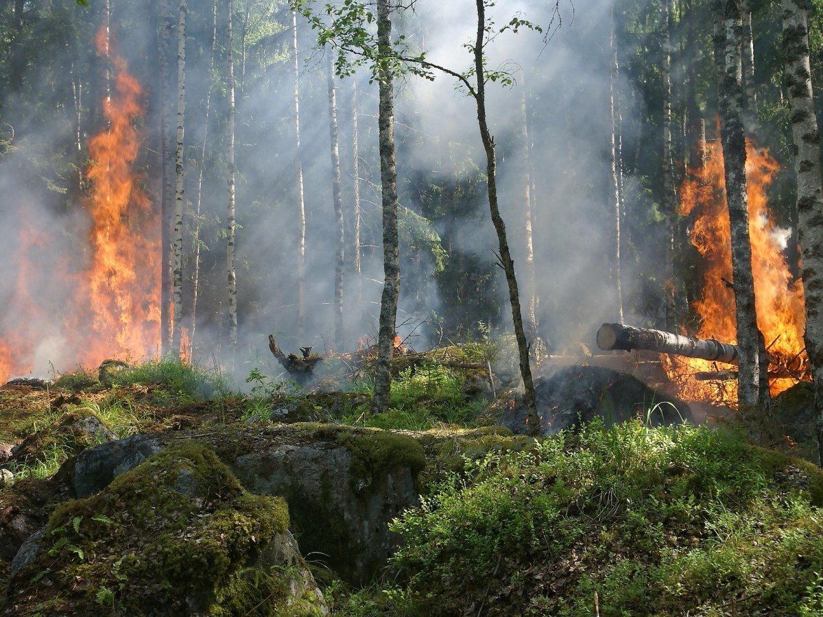 Fires, drought, heatstroke – will this climate emergency tip the scales to&nbsp;action?