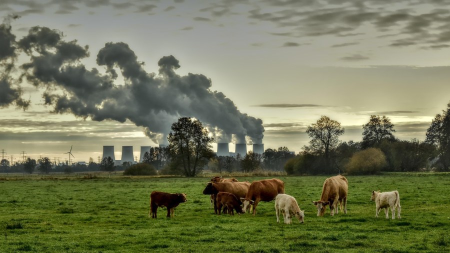 emissions, wind turbines, cattle